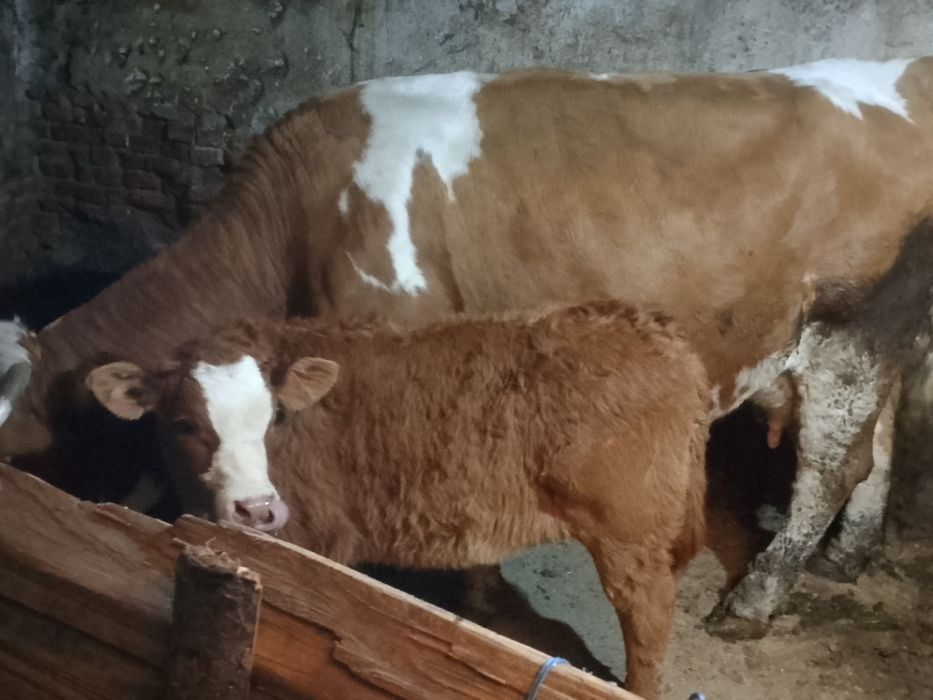 Vând vaca cu tăuraș langa ea