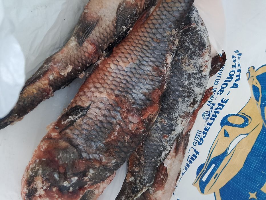 Сазан Иргиз 1600кг