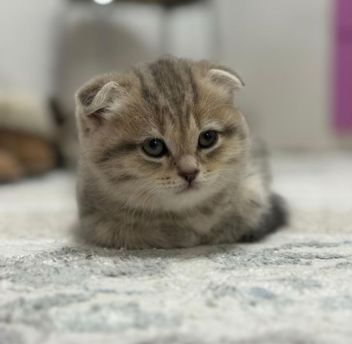 Котята Британцы очень красивые