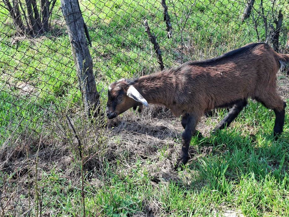 Vând iezi din rasele Anglonubian și Alpin Francez