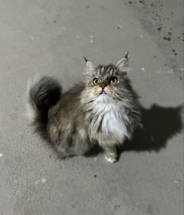 Необычная девочка в добрые руки