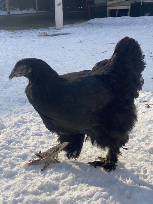 Продам курей брам