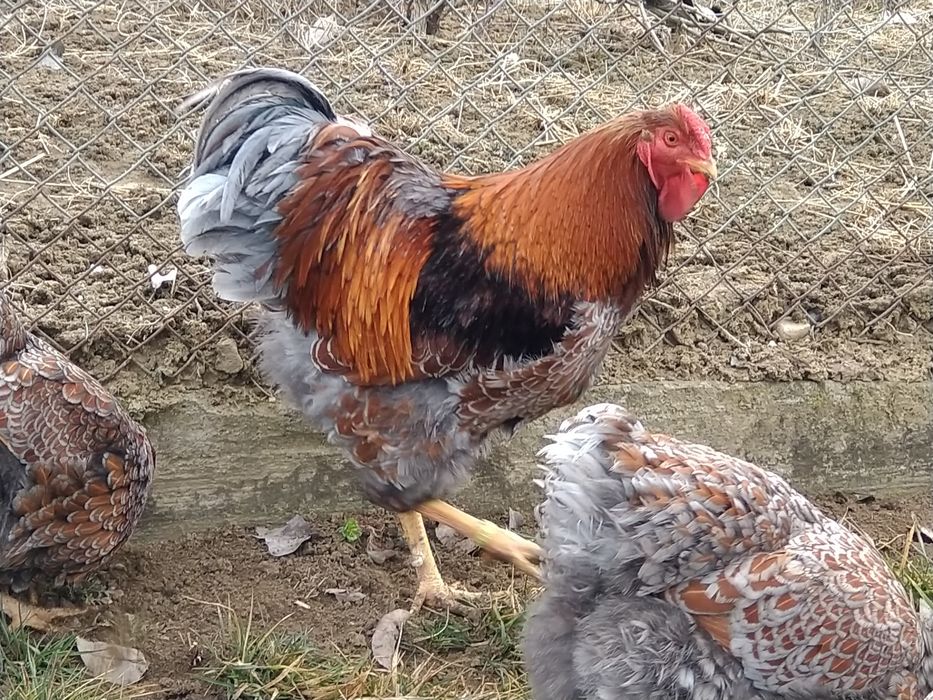 Oua incubator gaini wyandott rosu albastru