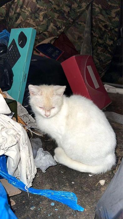 Отдам котиков в добрые руки