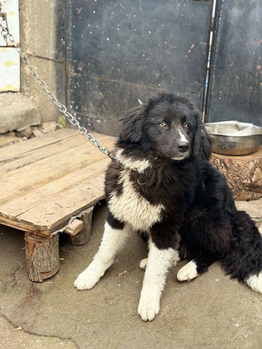 Българско Овчарско Куче