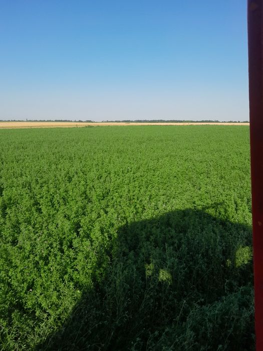Baloti lucerna disponibili