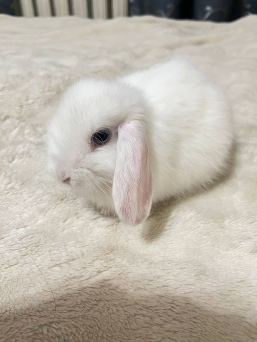 Вислоухий кролик