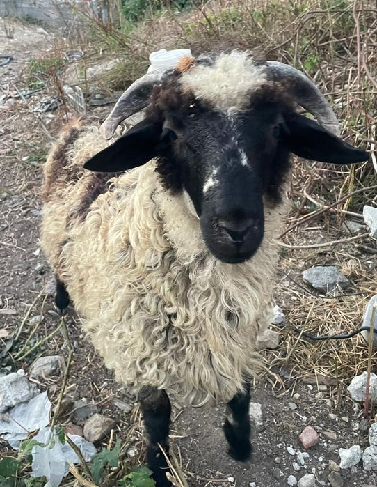 Vand miel mascul  de anul asta 350lei