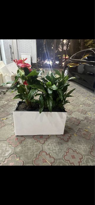 Комнатные растения