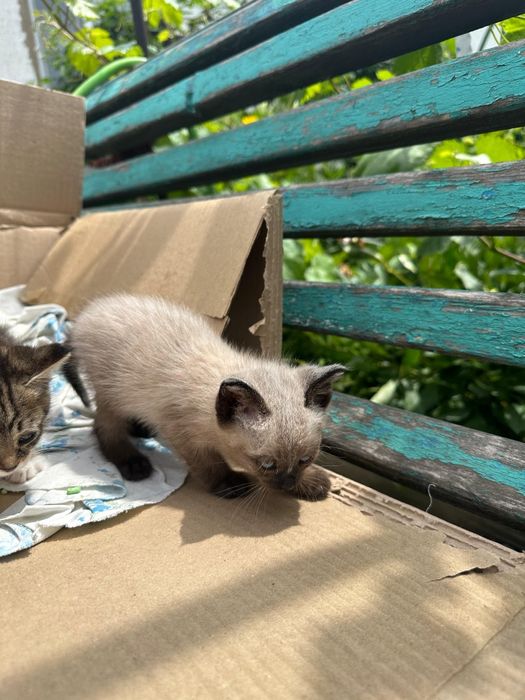 Отдам котенка в добрые руки.