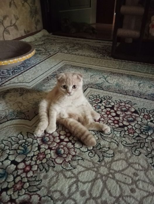 Продаются котята:Скотиш Фолд.