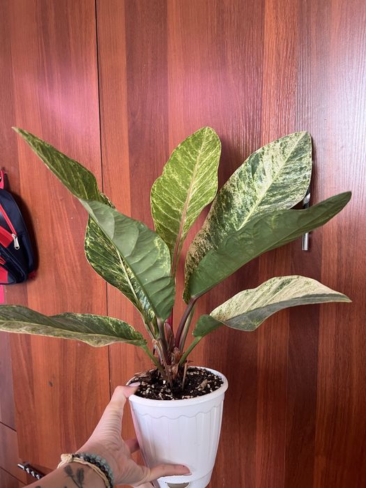 Антуриум вариегатный