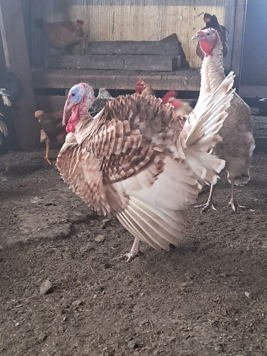 Продам индюков. Күрке тауық сатамын.