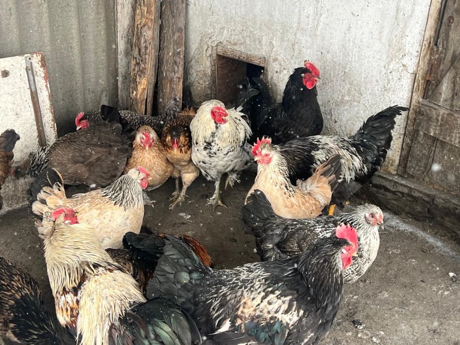 Продам Молодые петухи