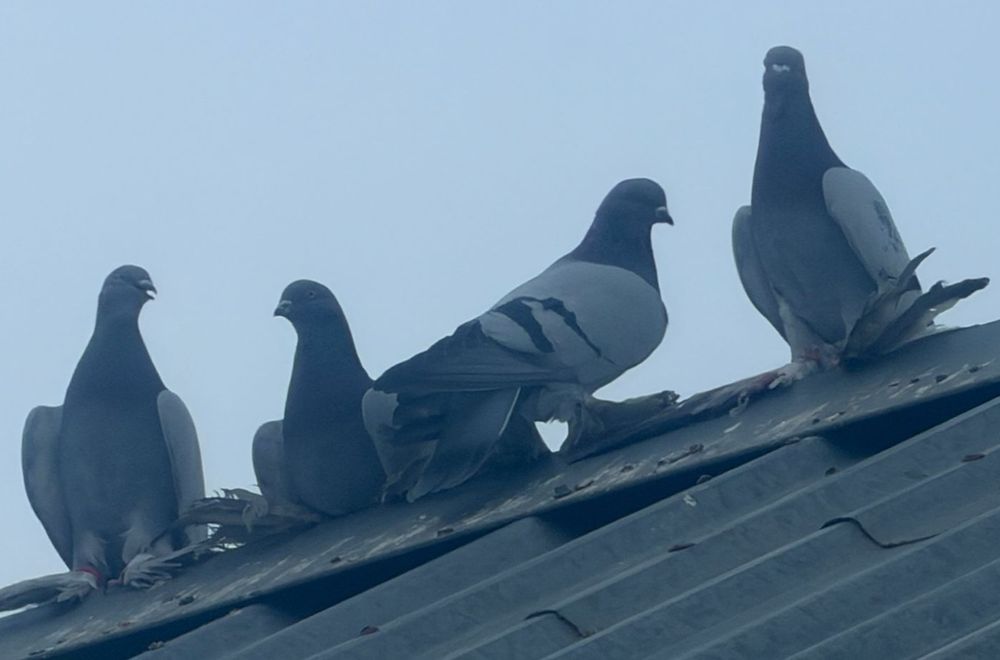 Сизые, сизые, сизые