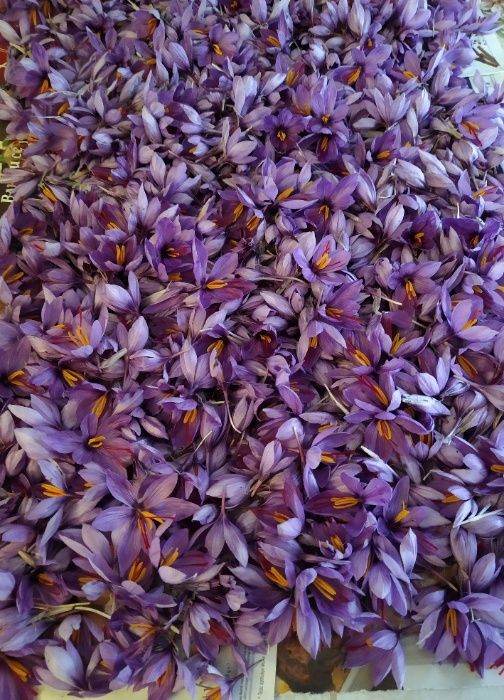 Продавам  Български шафран