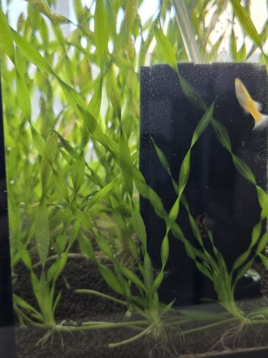 Валлиснерия спиральная (Vallisneria spiralis)