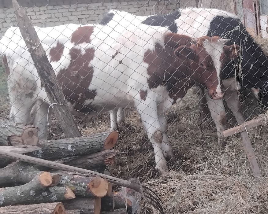 Продавам телета мъшки