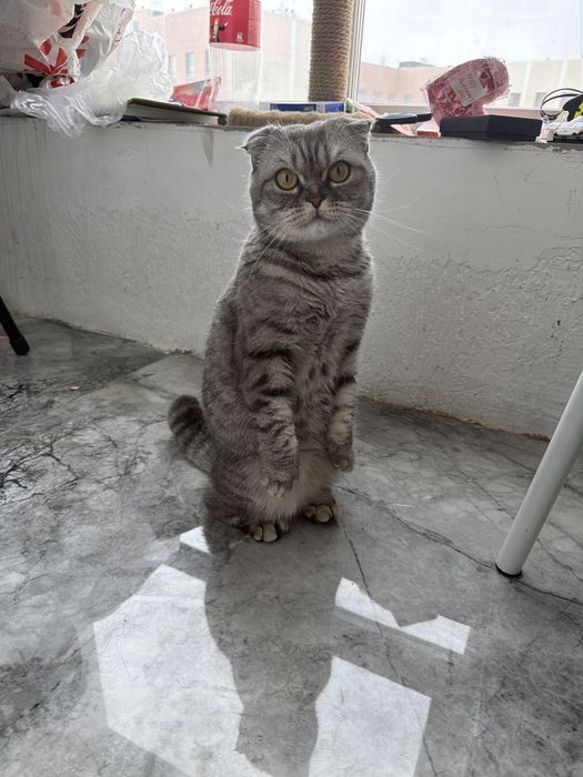 Продам в хорошие руки кошечку