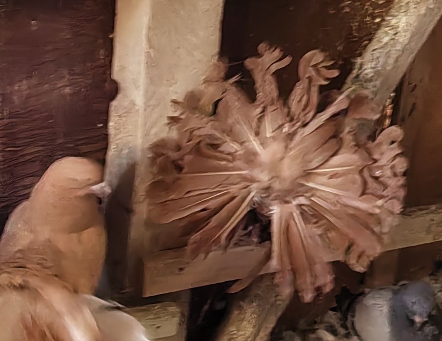 Porumbei rotati votati pave