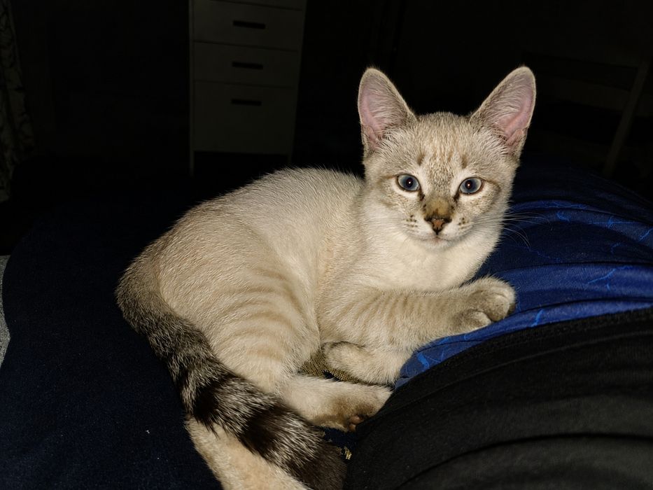Прекрасный тайский котенок