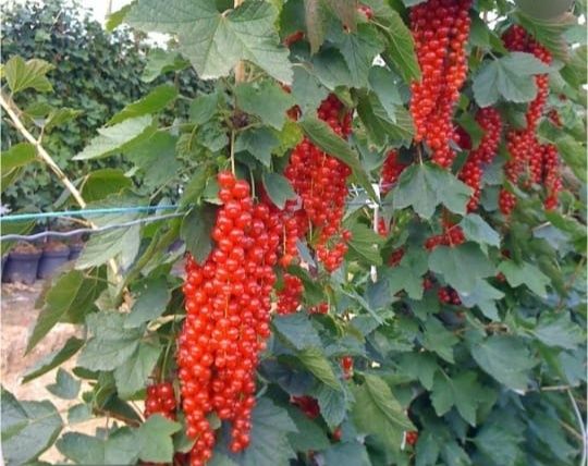 Смородина Снежана,Ровада