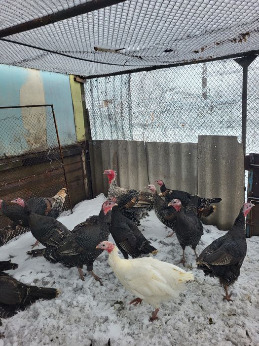 Продам индюков молодых