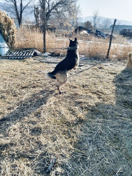 Малға арналған овчарка