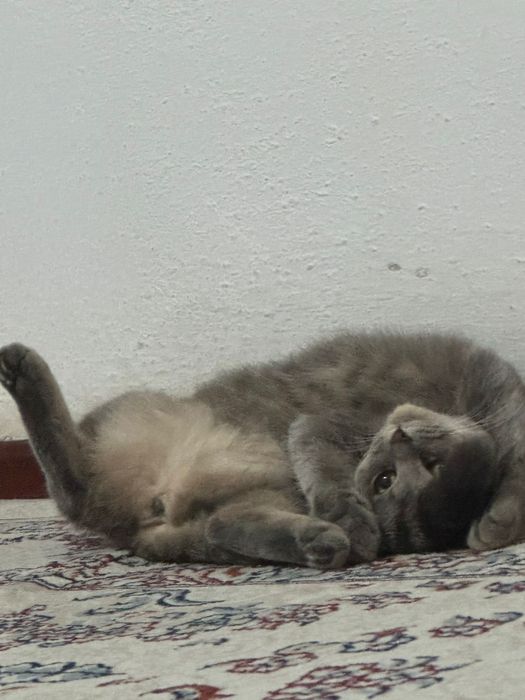 Отдам кошку в хорошие руки