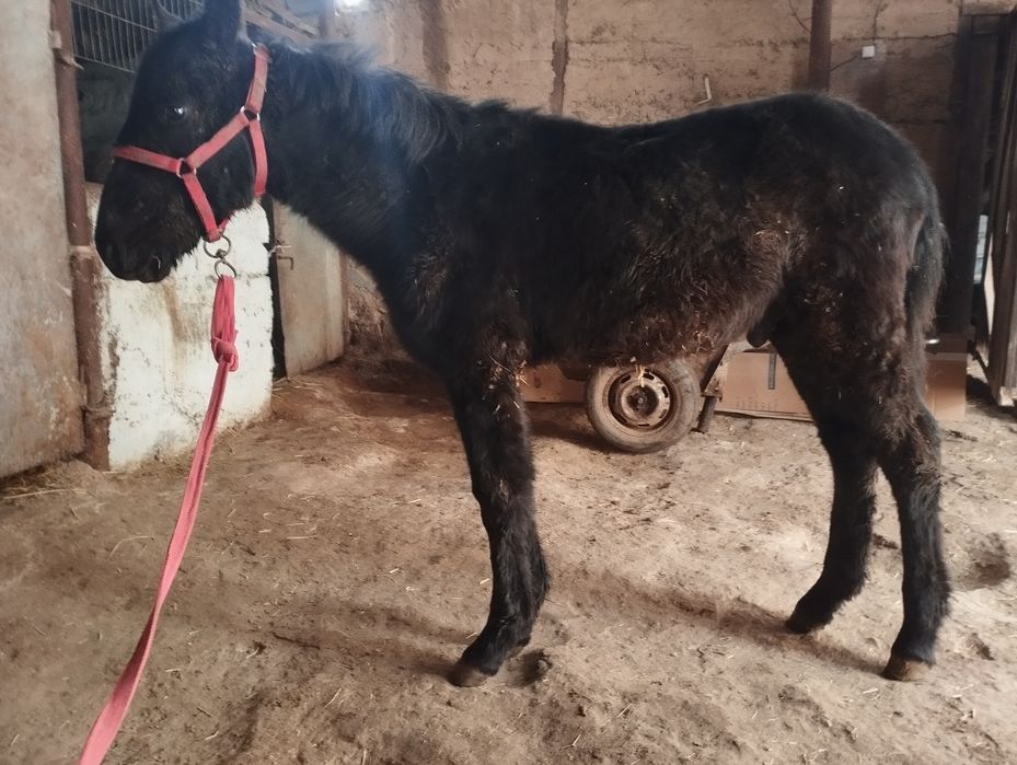 Лошадь  цена договорная