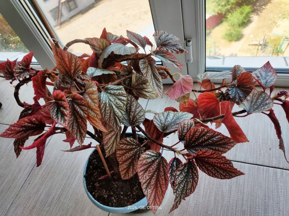 Бегония это растение, бльшой куст