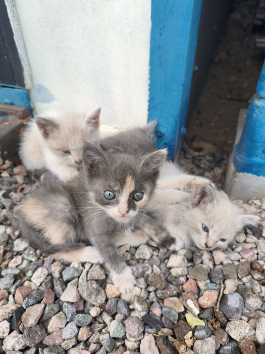 Отдам котят им месяц