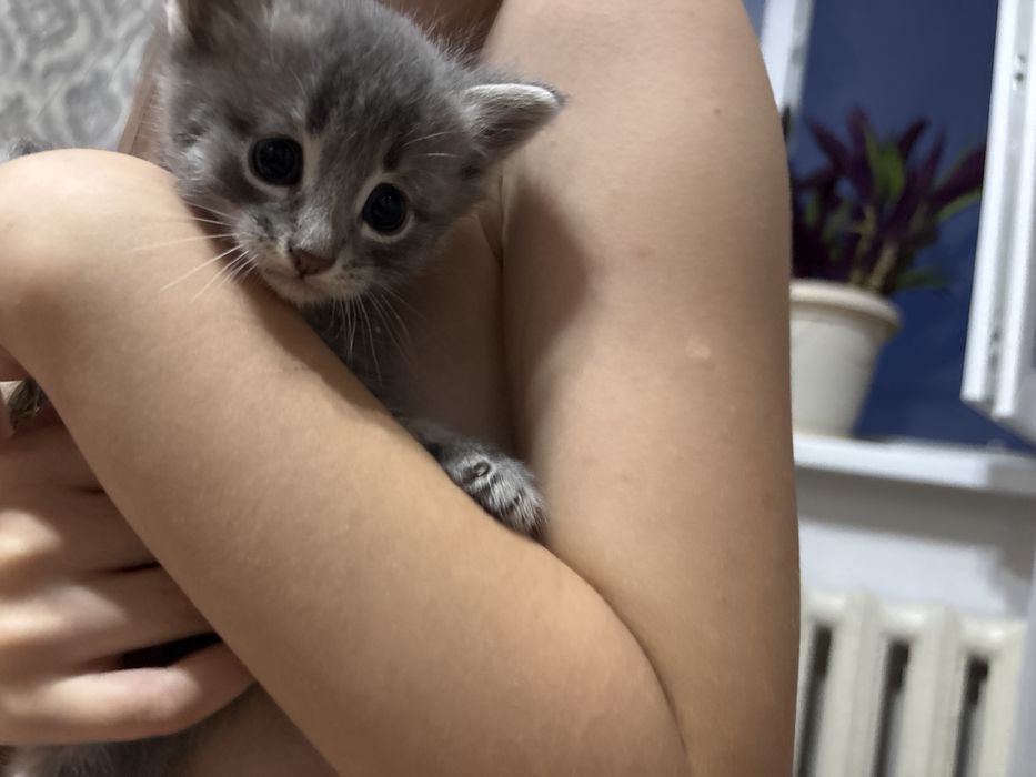 Отдаем котят от домашней кошки