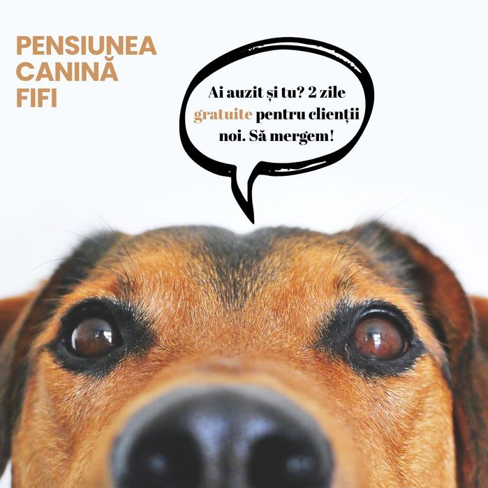 Cazare câini , pensiune canină