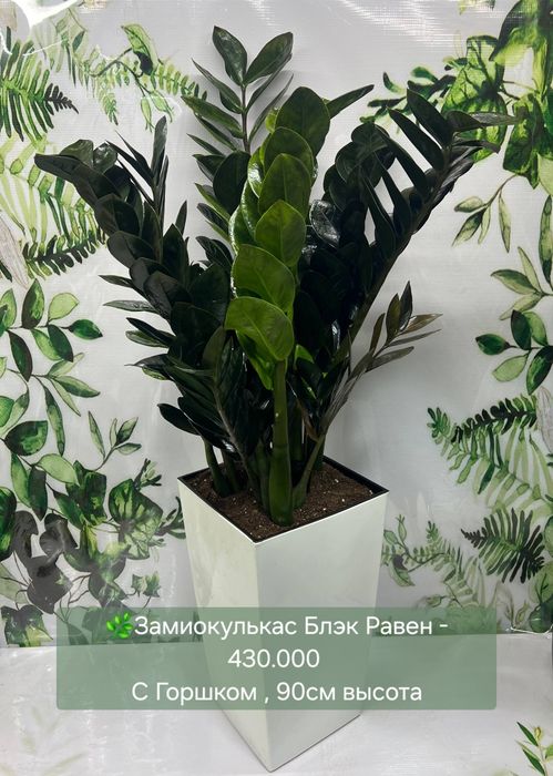 Драцена, Дипсис, Замиокулькас, Сансевиерия