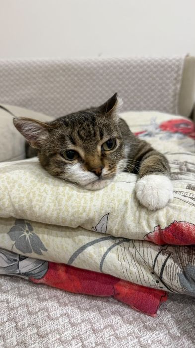 Отдаем в хорошие руки кошечку Стеллу