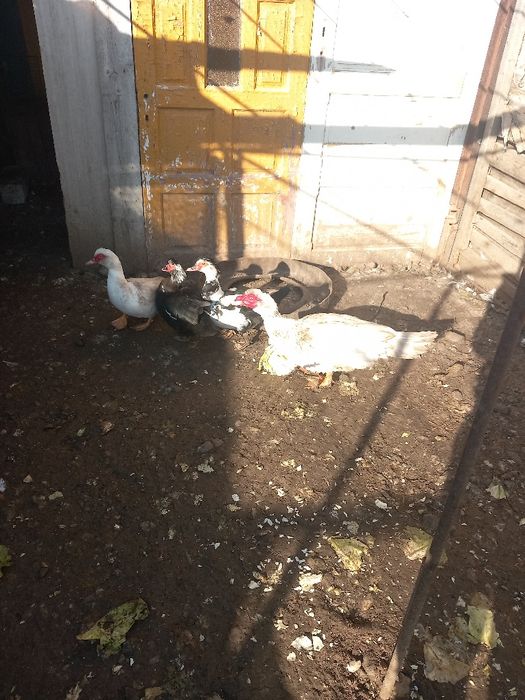 Vând sau schimb rațe lesești cu prepelițe