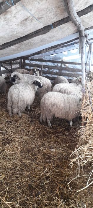 Oi de vanzare!!!