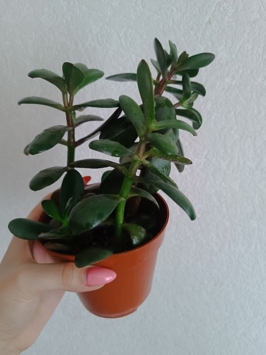 Денежное дерево, хавортия