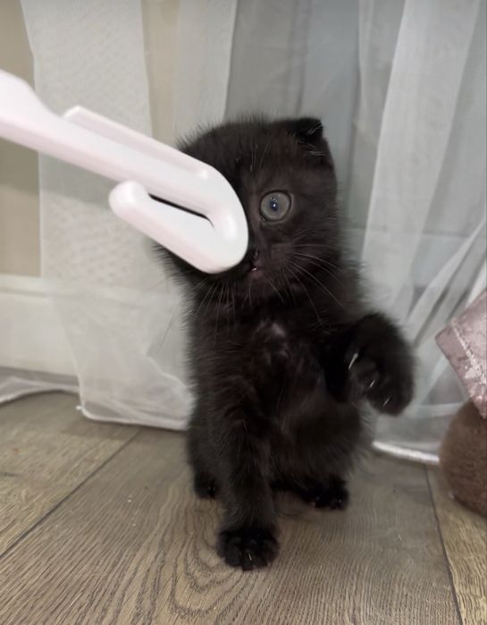 Котенок декочка вислоухая