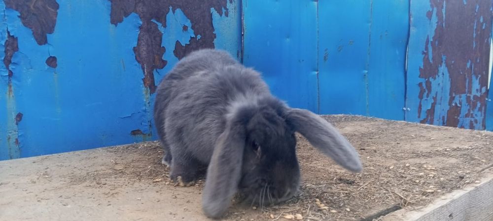 Продам кроликов французский Баран