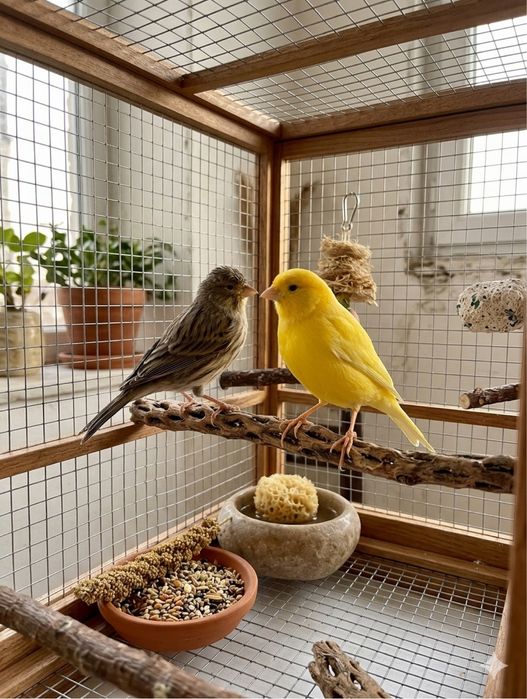 Поющая пара Канареек + клетка
