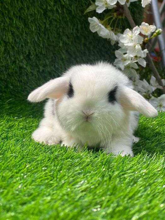 Карликовые крольчата , декоративные