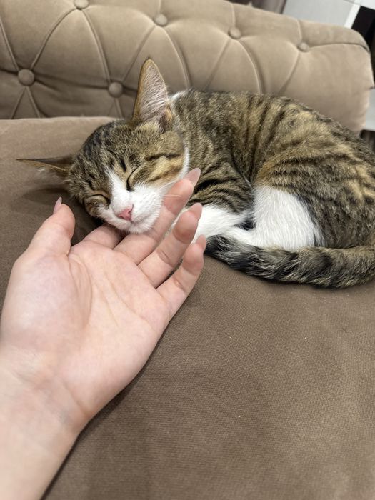 Котенок домашний