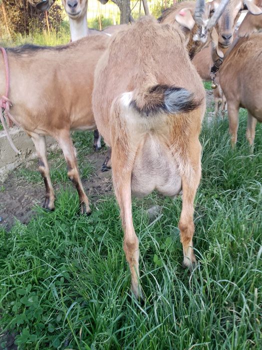 Vând capre de rasă!