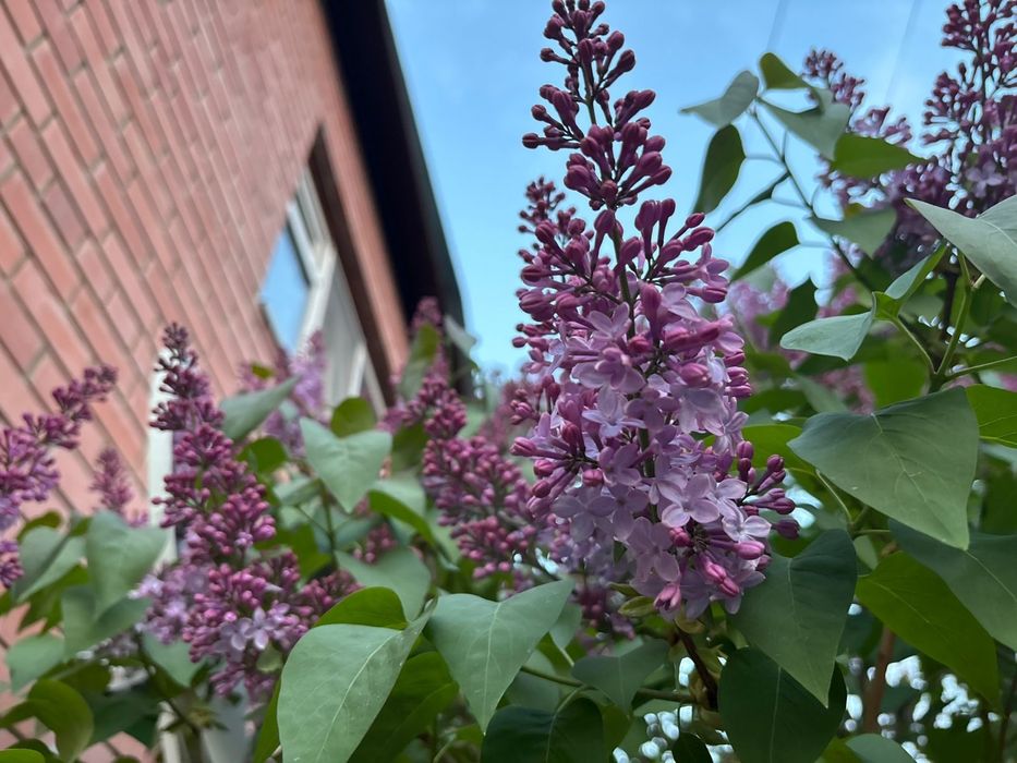 Сирень белая и Сиреневая