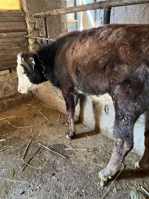 Бука сотилади сментал гибрит соглом