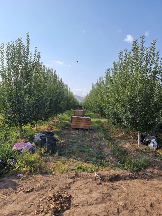 Продам яблоко падалицы