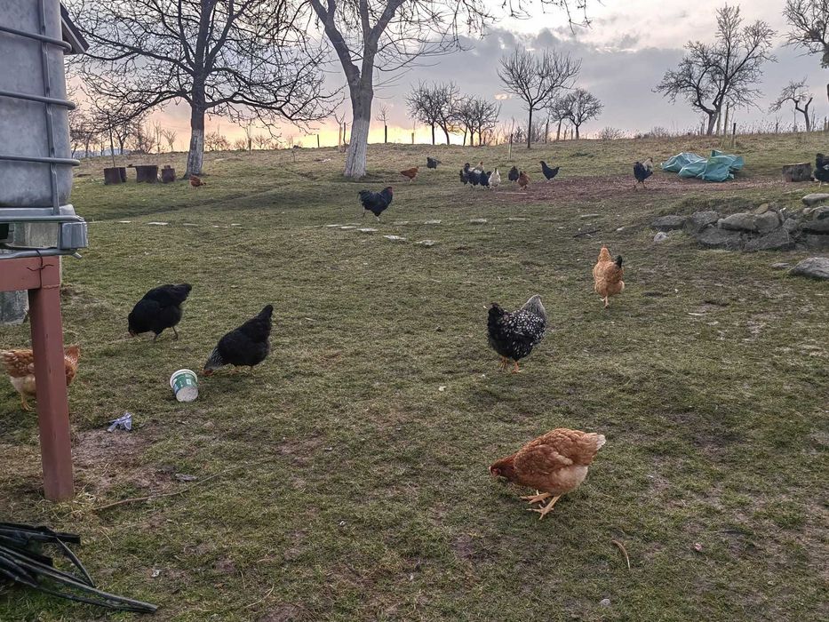 Ouă BIO de casă !!! – Beznea, Bihor