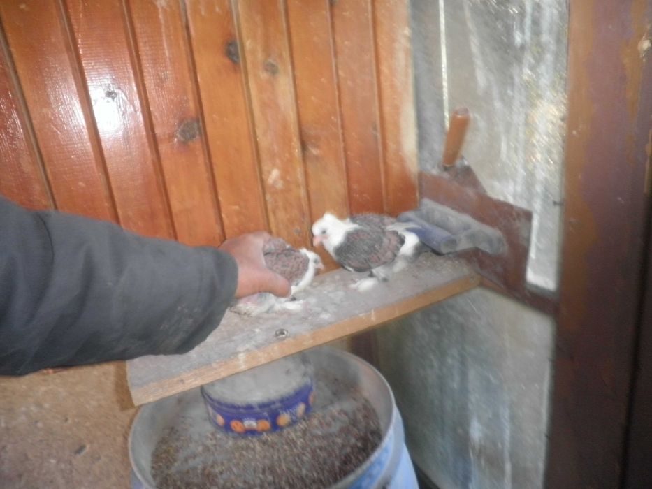 Продавам  гълъби  Салтанети  .